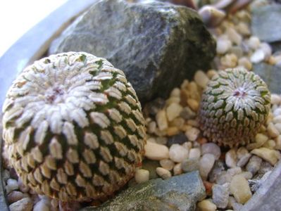 Turbinicarpus pseudopectinatus v. rubriflorus, MZ 736 Dr Arroyo, NL & Turbinicarpus pseudopectinatus