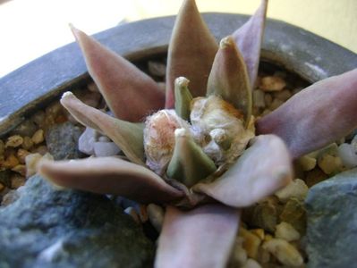 Ariocarpus retusus