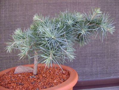 Cedrus deodara "feeling blue"