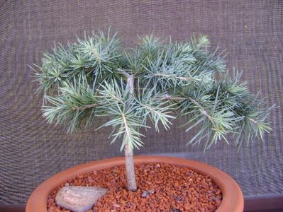 Cedrus deodara "feeling blue"