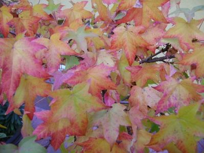 Liquidambar styraciflua