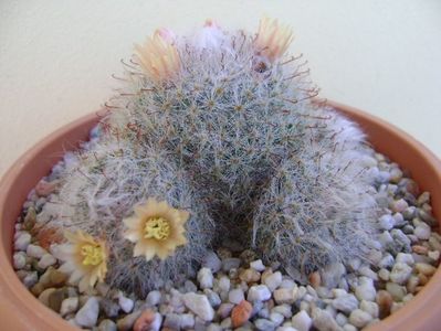 Mammillaria bocasana