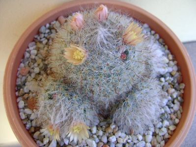 Mammillaria bocasana