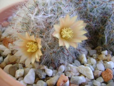 Mammillaria bocasana