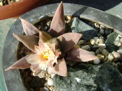 Ariocarpus retusus