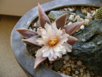 Ariocarpus retusus