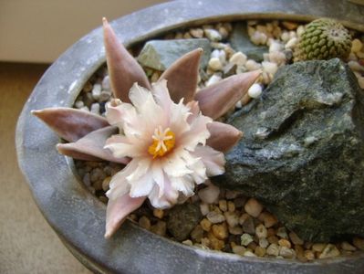 Ariocarpus retusus