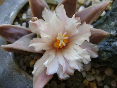 Ariocarpus retusus