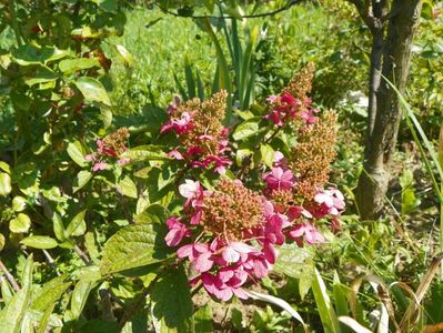 hydrangea paniculata Pinky Winky