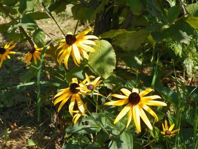 rudbeckia Goldsturm