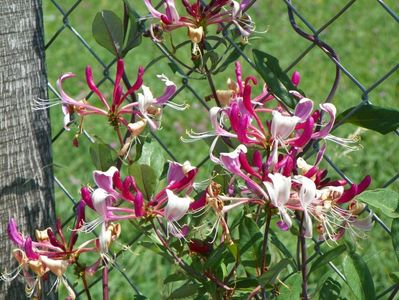 lonicera peryclimenum Serotina