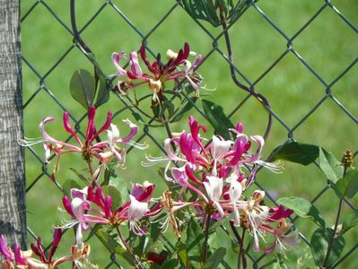 lonicera peryclimenum Serotina