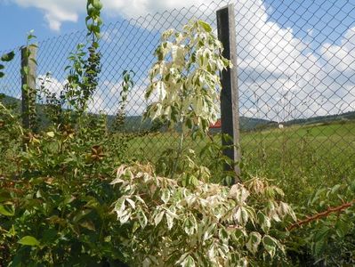 acer negundo Flamingo