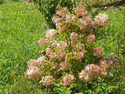 hydrangea paniculata Phantom