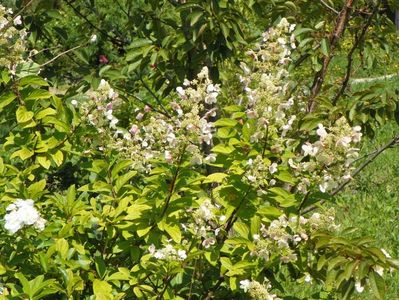 hydrangea paniculata Unique