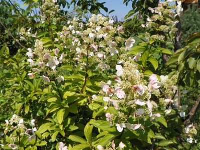 hydrangea paniculata Unique