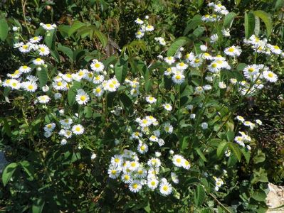 erigeron annuus