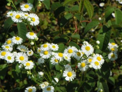 erigeron annuus