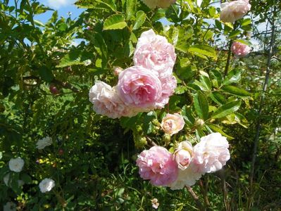 Pink Ghislaine de Feligonde