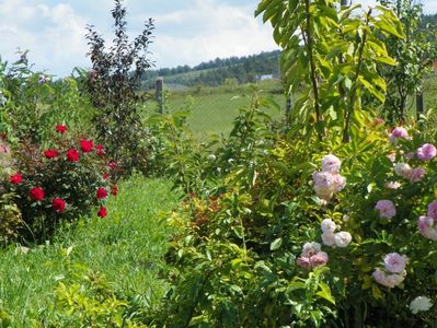 Pink Ghislaine de Feligonde si Zeelandia