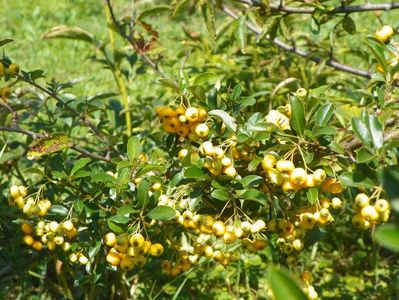 pyracantha Soleil d'Or