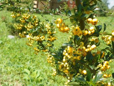 pyracantha Soleil d'Or