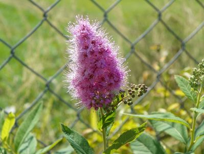 spiraea billardii Trimphans