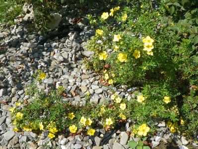 potentilla fruticosa Goldfinger