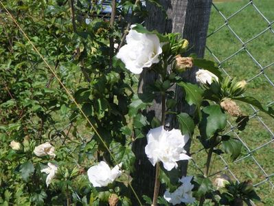 hibiscus syriacus Jeanne d'Arc