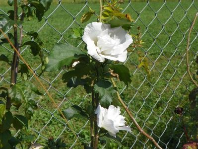 hibiscus syriacus Jeanne d'Arc