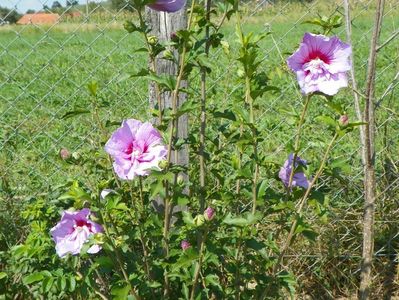 hibiscus syriacus Lavender Chiffon