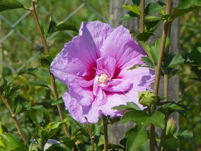 hibiscus syriacus Lavender Chiffon