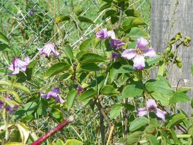 clematis Heather Hershell