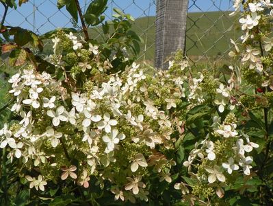 hydrangea paniculata Grandiflora