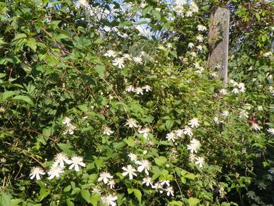 Clematis Summer Snow