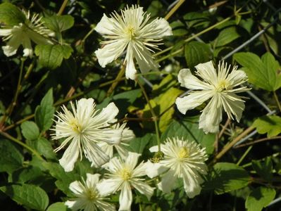 Clematis Summer Snow