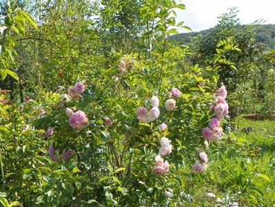 Pink Ghislaine de Feligonde