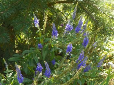 veronica spicata