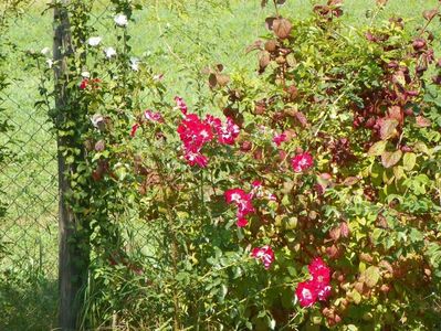 hibiscus syriacus Jeanne d'Arc si Dortmund