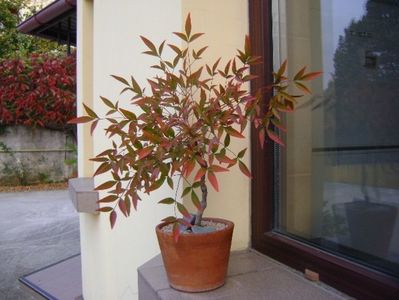 Nandina domestica Nana