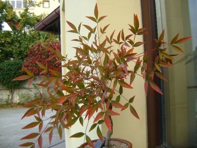 Nandina domestica Nana