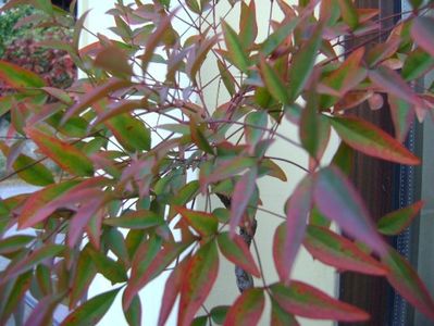 Nandina domestica Nana