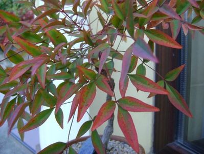 Nandina domestica Nana