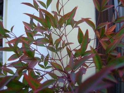 Nandina domestica Nana