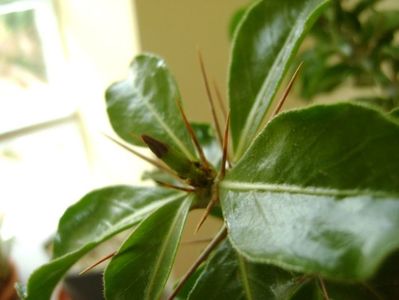 Pachypodium saundersii, boboci