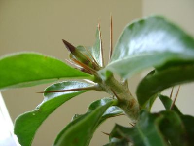 Pachypodium saundersii, boboci