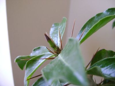 Pachypodium saundersii, boboci