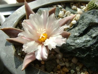 Ariocarpus retusus