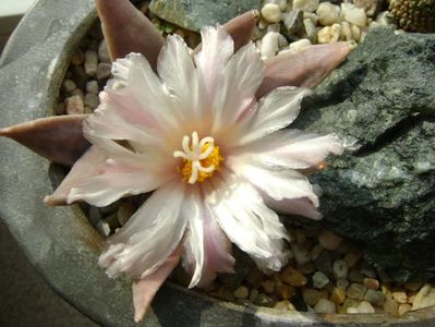 Ariocarpus retusus