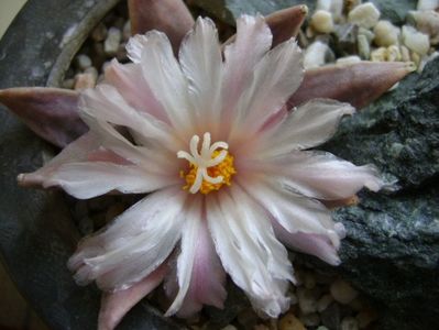 Ariocarpus retusus